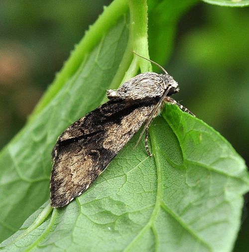 Acronicta (Jocheaera) alni